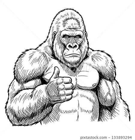Muscular male gorilla showing a confident thumbs up gesture, depicted in detailed line art style 133893294