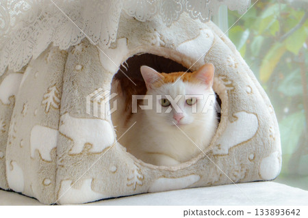 Calico cat in a dome house Calico cat in a dome house 133893642