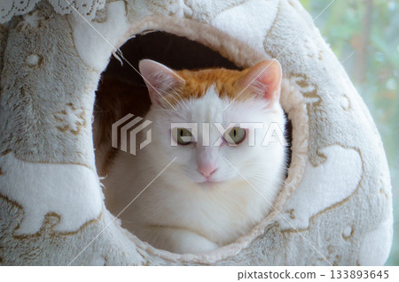 Calico cat in a dome house Calico cat in a dome house 133893645