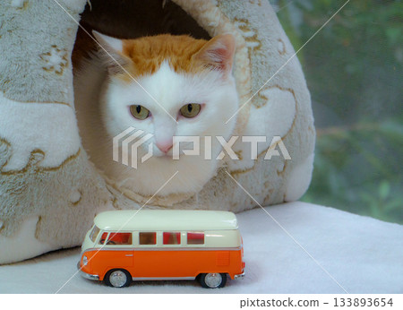 Calico cat and miniature car in a dome house 133893654