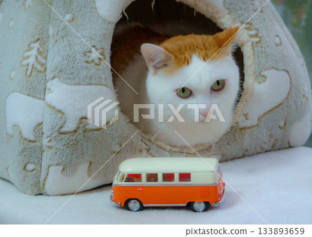 Calico cat and miniature car in a dome house 133893659