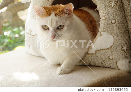 Calico cat in a dome house 133893663