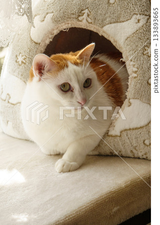 Calico cat in a dome house 133893665
