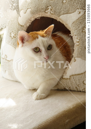 Calico cat in a dome house 133893666