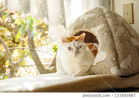 Calico cat in a dome house Calico cat in a dome house 133893667