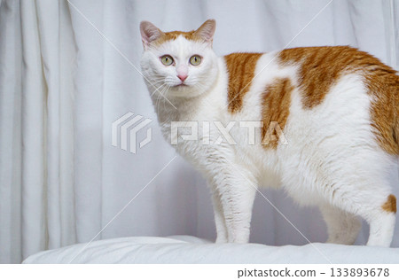 Calico cat walking indoors Calico cat walking indoors 133893678