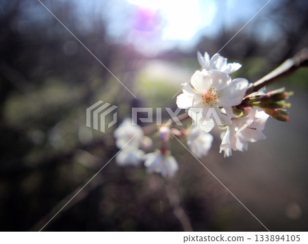 "October cherry blossoms" bloom beautifully along the roadside on a sunny November day 133894105