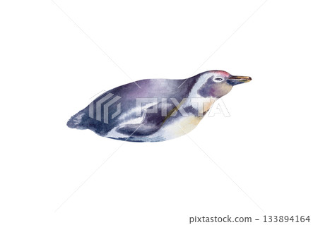 African Jackass Penguin (Spheniscus Demersus) The Endangered Spectacled Bird of South African and Namibian Coastlines.Hand drawn isolated watercolor illustration,call to preserve an endangered species 133894164