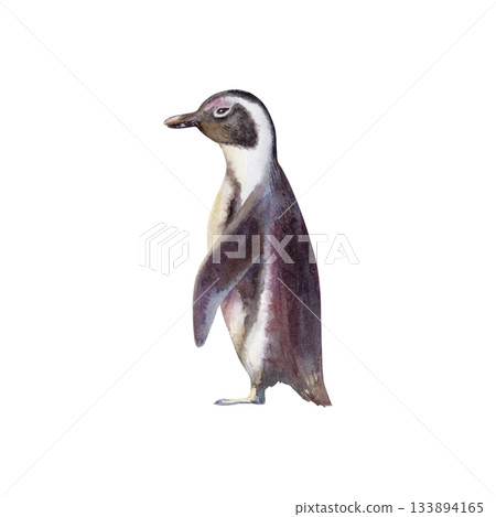 African Jackass Penguin (Spheniscus Demersus) The Endangered Spectacled Bird of South African and Namibian Coastlines.Hand drawn isolated watercolor illustration,call to preserve an endangered species 133894165