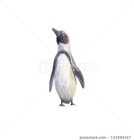 Female African spectacled penguin at sunset as a symbol of the preservation of endangered bird species that has fallen victim to environmental,anthropogenic factors.Hand drawn watercolor illustration 133894167