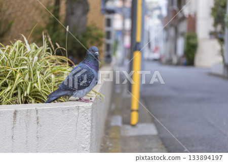 A pigeon standing on a street corner A pigeon standing on a street corner 133894197
