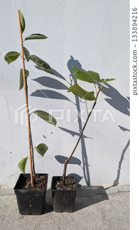 contemporary city garden featuring youthful potted trees forming sharp shadows on clean white wall contemporary city garden featuring youthful potted trees forming sharp shadows on clean white wall 133894216