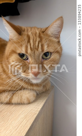 detailed image showcasing soft fur and peaceful demeanor of domestic ginger cat in warm environment 133894235