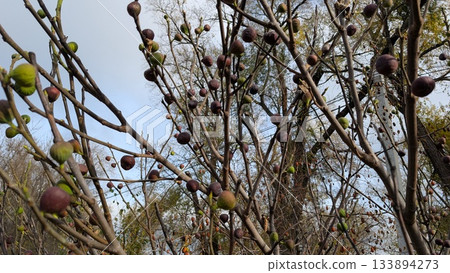 silky seed tufts in nature, closeup of milkweed pod bursting with silky seeds in gentle fall lighting silky seed tufts in nature, closeup of milkweed pod bursting with silky seeds in gentle fall lighting 133894273