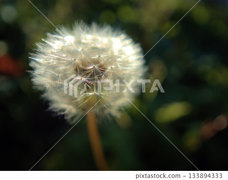 蒲公英種子在十一月深秋時節成熟。 蒲公英種子在十一月深秋時節成熟。 133894333