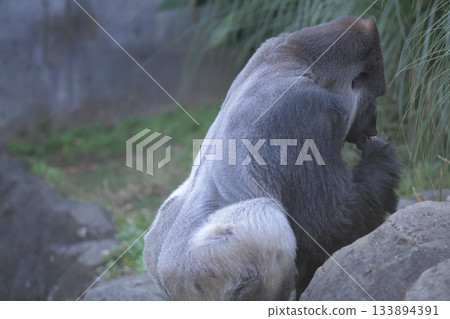 一隻大猩猩偷偷溜進來品嚐落葉。 133894391