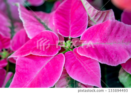 christmas red plant close up macro poinsettia Christmas クリスマス 133894493