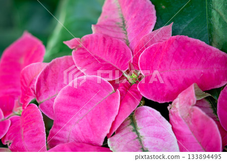 聖誕紅 植物 特寫 微距 poinsettia Christmas クリスマス 聖誕紅 植物 特寫 微距 poinsettia Christmas クリスマス 133894495
