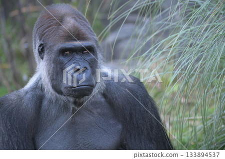 If he put on a tie, he would look like a gorilla who works in a company somewhere. 133894537