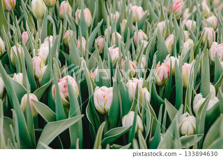 Garden tulip hue palette, Elegant garden tulip display with ivory accents and textured leaves, Curated bouquet featuring pink and white tulips with delicate petals and lush greenery Garden tulip hue palette, Elegant garden tulip display with ivory accents and textured leaves, Curated bouquet featuring pink and white tulips with delicate petals and lush greenery 133894630
