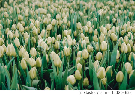 Large agricultural tulip cultivation scene, Extensive tulip crop plantation with commercial significance, Widescale tulip farming shown with organized planting and market implications Large agricultural tulip cultivation scene, Extensive tulip crop plantation with commercial significance, Widescale tulip farming shown with organized planting and market implications 133894632