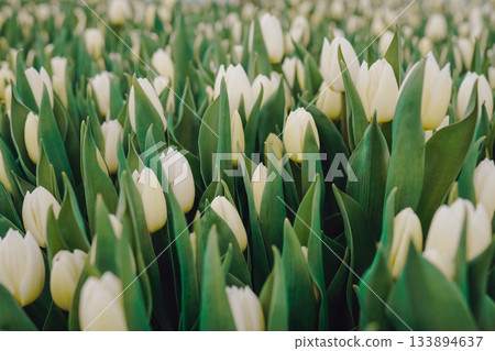 Calm tulip garden scene surrounding, Serene outdoor scene featuring white tulips bathed in dawn light, Tranquil garden vista showcasing blooming tulips illuminated softly by morning sun 133894637
