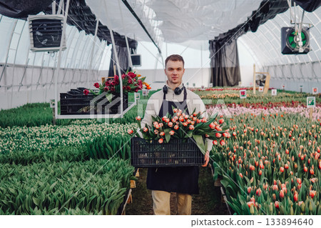 Efficient flower packaging, Checking tulip bundles thoroughly for seamless delivery readiness, Young worker carefully arranges and inspects tulip bundles ensuring smooth shipping process Efficient flower packaging, Checking tulip bundles thoroughly for seamless delivery readiness, Young worker carefully arranges and inspects tulip bundles ensuring smooth shipping process 133894640