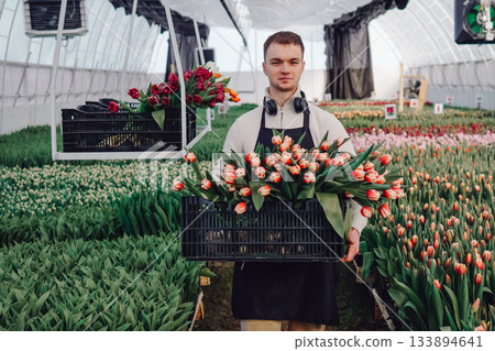 Export packing process, Efficiently arranging tulip crates for overseas shipment and labeling, Meticulously securing and labeling tulip bundles in wellorganized greenhouse loading area Export packing process, Efficiently arranging tulip crates for overseas shipment and labeling, Meticulously securing and labeling tulip bundles in wellorganized greenhouse loading area 133894641