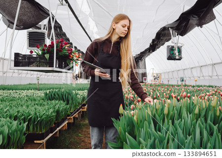 Floral artist organizing, Youthful white flower arranger preparing display, Youthful Caucasian flower specialist carefully organizes bright tulips in crates for customer orders Floral artist organizing, Youthful white flower arranger preparing display, Youthful Caucasian flower specialist carefully organizes bright tulips in crates for customer orders 133894651