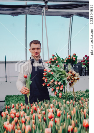 A florist skillfully assembles tulips amidst a lush greenhouse. A creative florist carefully assembles tulip stems in a greenhouse among vibrant flowers. 133894652