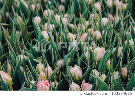 Rows of pink tipped tulip buds ready for harvest, florist preparing bundles for market, cool morning light, crisp green foliage, seasonal spring sale atmosphere, vendor activity implied Rows of pink tipped tulip buds ready for harvest, florist preparing bundles for market, cool morning light, crisp green foliage, seasonal spring sale atmosphere, vendor activity implied 133894659