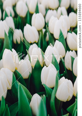 Field of white tulip blooms, elegant ceremonial palette for wedding or event, close packed stems and smooth petals, soft light enhancing purity and texture, serene garden mood Field of white tulip blooms, elegant ceremonial palette for wedding or event, close packed stems and smooth petals, soft light enhancing purity and texture, serene garden mood 133894660