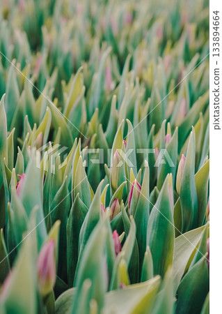 Tulip buds cultivation, Close view of evolving tulip tips under expert cultivation methods, Scientist observing and nurturing tulip buds within carefully maintained greenhouse setting 133894664