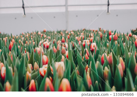Greenhouse tulip cultivation, Structured greenhouse environment for tulip growth, Controlled indoor environment optimizing largescale tulip production under greenhouse conditions 133894666