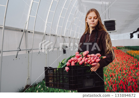 Youthful worker in greenhouse meticulously preparing tulips for shipment, Young Caucasian individual systematically arranging tulip bouquets in crate for transportation and market delivery 133894672