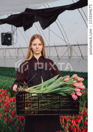Young farmer displaying flowers, Young worker exhibits beautiful tulips in greenhouse environment, Enthusiastic young horticulturist showcases freshly picked tulips in tidy greenhouse Young farmer displaying flowers, Young worker exhibits beautiful tulips in greenhouse environment, Enthusiastic young horticulturist showcases freshly picked tulips in tidy greenhouse 133894675