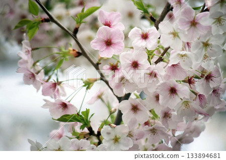 Full bloom, cherry blossoms Full bloom, cherry blossoms 133894681