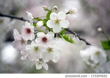 櫻花才剛開始綻放。 櫻花才剛開始綻放。 133894682