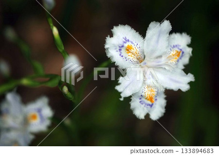 Iris japonica flowers, blooming in wetlands Iris japonica flowers, blooming in wetlands 133894683