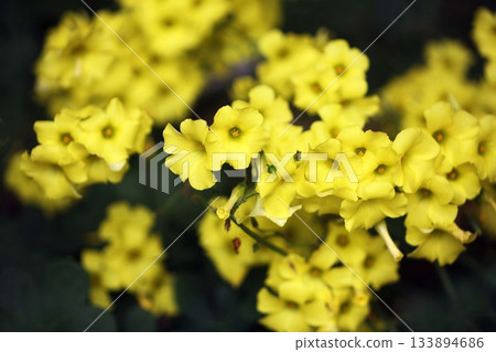 Yellow oxalis flower 133894686
