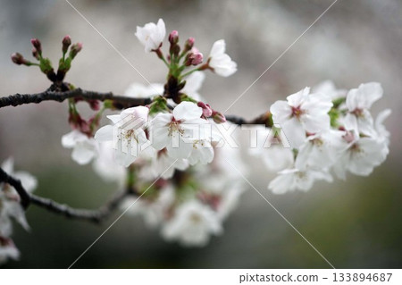 Cherry blossoms blooming in a cloudy sky 133894687
