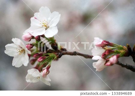 Cherry blossoms blooming in a cloudy sky Cherry blossoms blooming in a cloudy sky 133894689