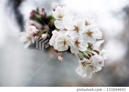 Cherry blossoms blooming in a cloudy sky Cherry blossoms blooming in a cloudy sky 133894691