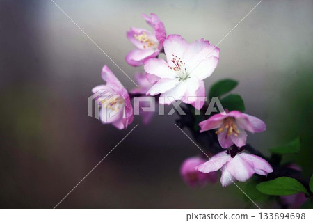 陰涼處盛開的珠花 陰涼處盛開的珠花 133894698