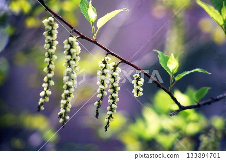 Kiribushi: Flowers that resemble Kanzashi Kiribushi: Flowers that resemble Kanzashi 133894701