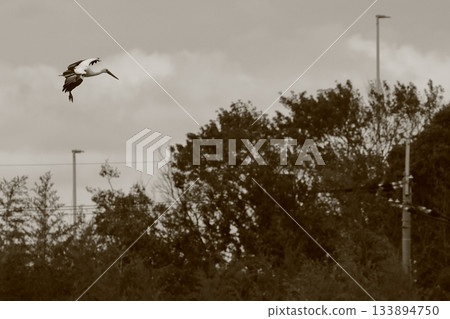 Flying stork Flying stork 133894750