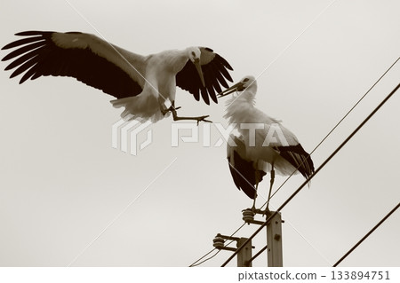Another stork flew in to try and take the place of the stork perched on the electric pole. 133894751