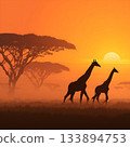 Giraffe silhouette and sunset savanna 133894753