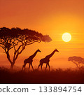 Giraffe silhouette and sunset savanna 133894754