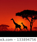 Giraffe silhouette and sunset savanna 133894756